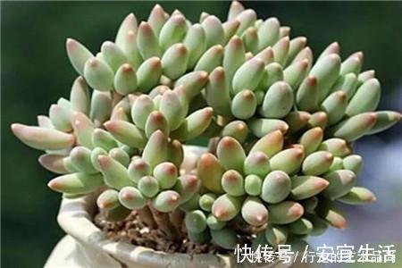 多肉十大美人,太阳一晒脸就红,胖成球的最好看!