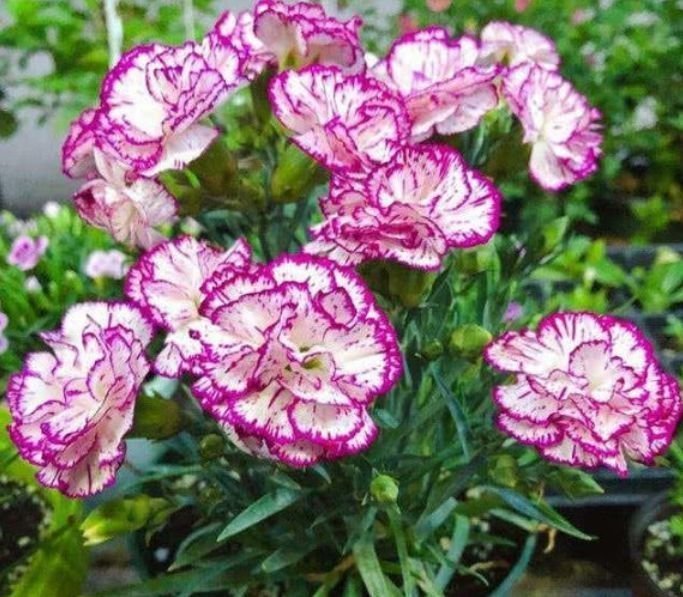 4种“好养花”,随便一养就爆盆,养家里,全年开花不断