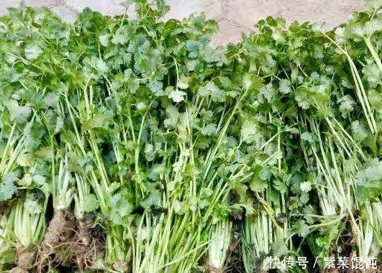 一大|入冬后,每天一杯香菜煮水,会让你收获一大好处,大家来了解下