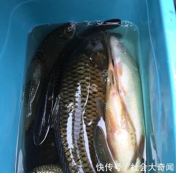 误伤？湖北男子钓草鱼却意外钓起59斤水老虎，男子：溜得腿都软了