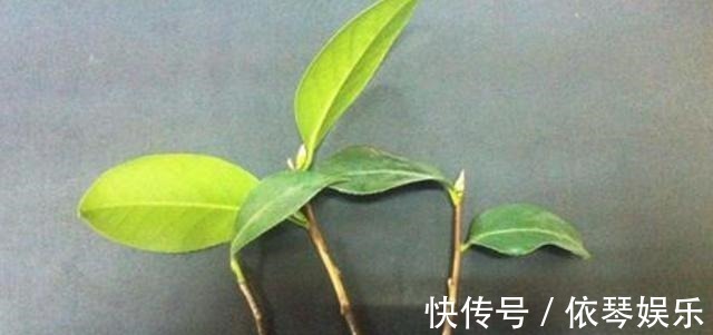 根系|扦插的5个错误操作,不是难生根,是你做错了,扦插其实很简单