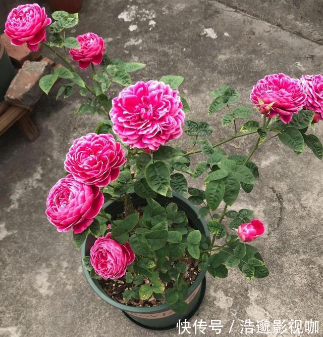 浇水|盆栽花草不能养成这3坏习惯!不然植物长不旺,花卉迟迟不开花