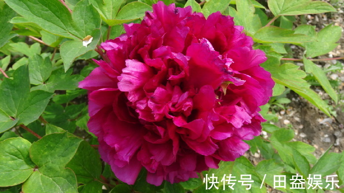 喜欢牡丹,不如养盆“牡丹珍品”大富红,雍容华贵,花开又富贵!