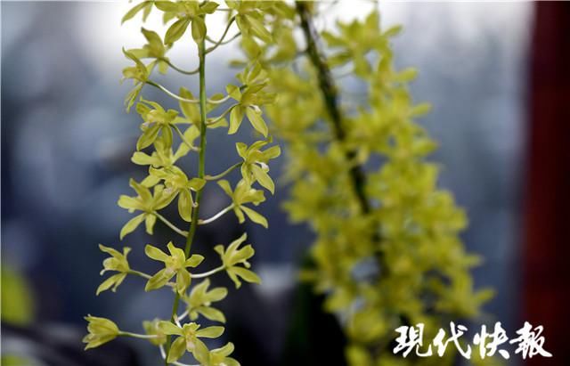 树兰、巨兰、兜兰……你见过这些神奇的兰花吗？