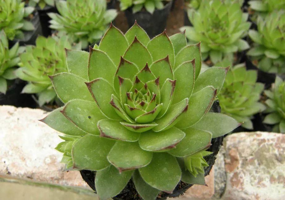 最难养死的7种多肉,谁还能养死