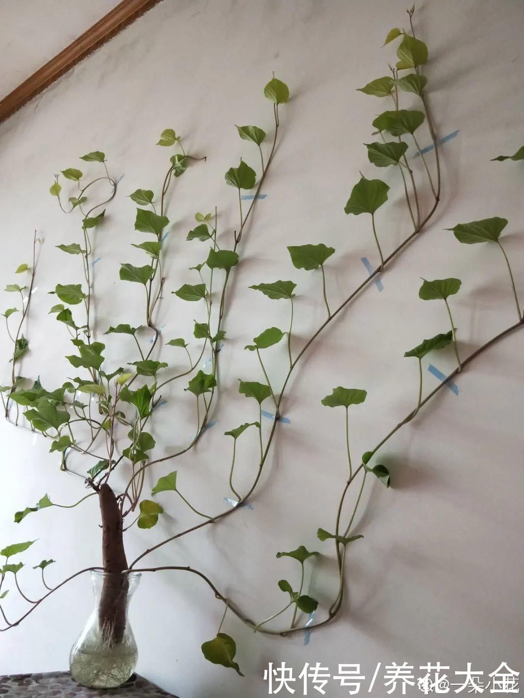 人参萝卜开花了，我种的花，都是这么奇奇怪怪