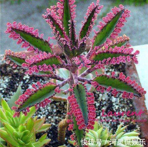 6种“懒人花”可真皮实，一个月不浇水，太阳越晒，开花越泼辣