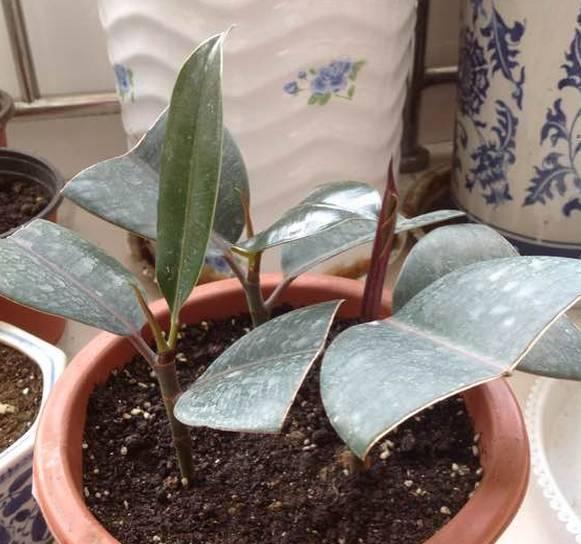 生根|天热了就插4种花，生根快长势好，一插一大盆