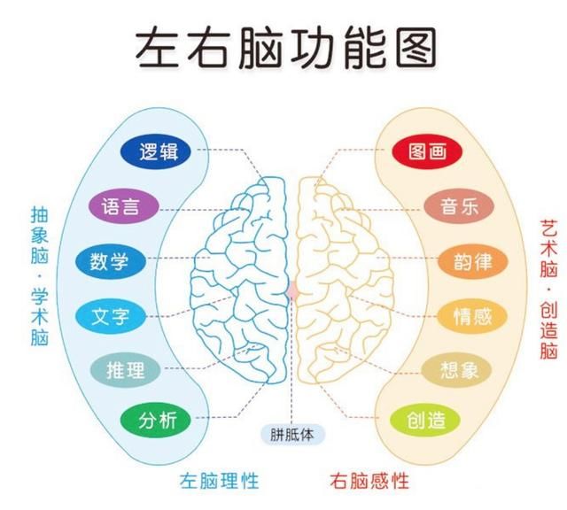 父母都|“左撇子更聪明”有科学依据吗？孩子是左撇子，是否需要纠正