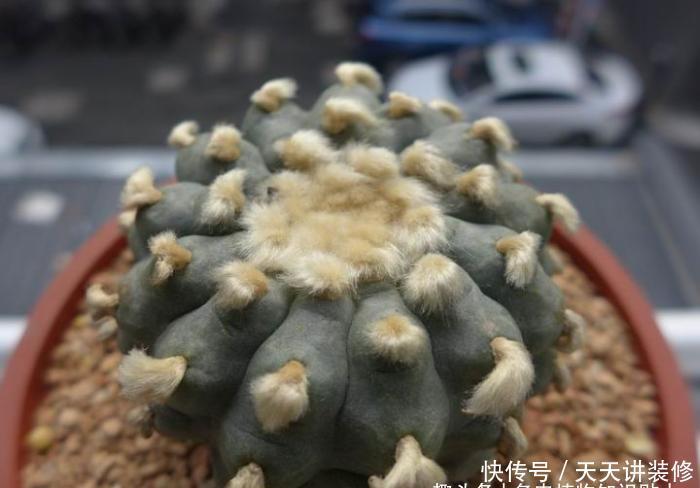 植物|初学者养多肉最容易犯的8个错误,最后一点八成人都会犯