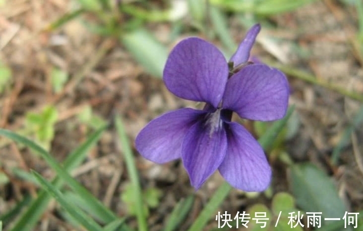 春天里|农村这种野草，是治痔疮的良药，现在价格有点贵要10元一斤