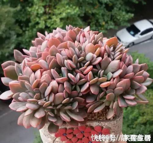 夏天给多肉植物浇水 1个方法 安全度夏 根系长得壮 粉紫色