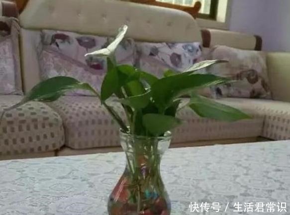 如何让绿萝大量繁殖学会土插、水培技巧，枝干蹭蹭长出大白根！