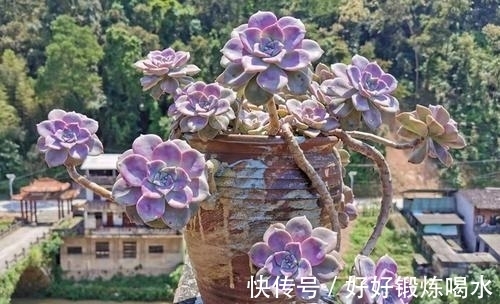 盘点3种爆崽普货多肉,好养护易群生,无需掐芽也能养成肉墩子