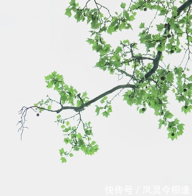 桃花|旧爱回首，桃花朵朵，喜鹊飞舞，难舍难分，旧情复燃