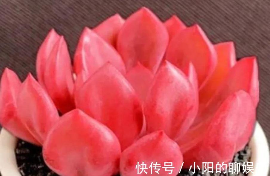 说实话多肉真好养,你只要注意3个事项,啥肉肉都能养活