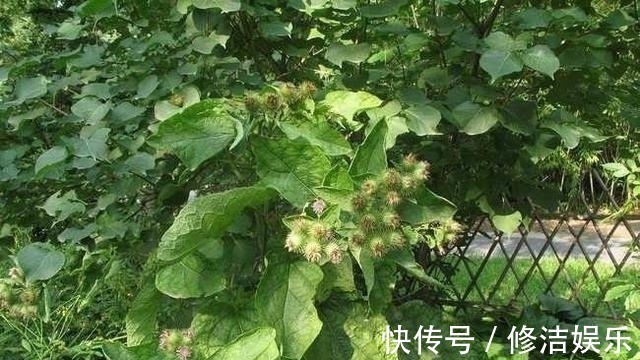 牛菜|路边一种野草，人称“牛菜”，一点不起眼却叶、根、果全是宝