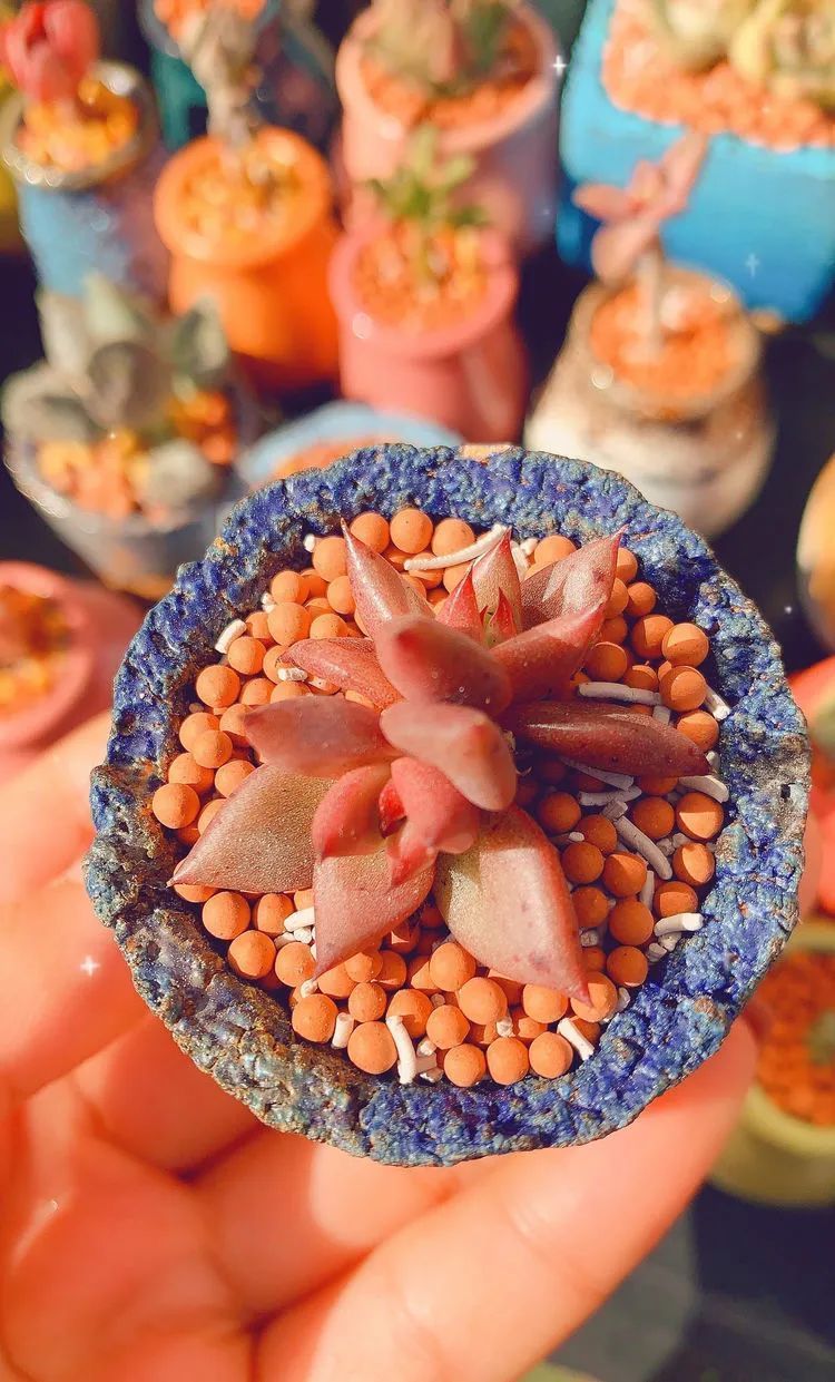 半年时间,多肉从3盆发展到600盆,入坑切莫太心急!