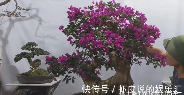 缺铁|养花出现缺铁性黄叶,一定要谨记5点,做到“5注意”,才能长势旺