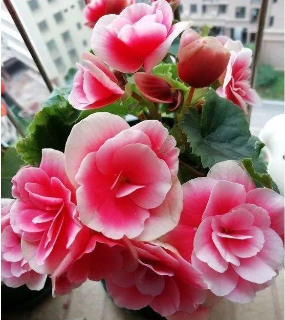 4种花是懒人的最爱,有阳光就爆盆,不仅花好看,名字也好听