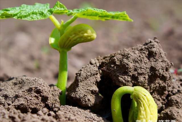 自制|夏季养花“爱生虫”,自制“4种水”驱虫,虫子全死光