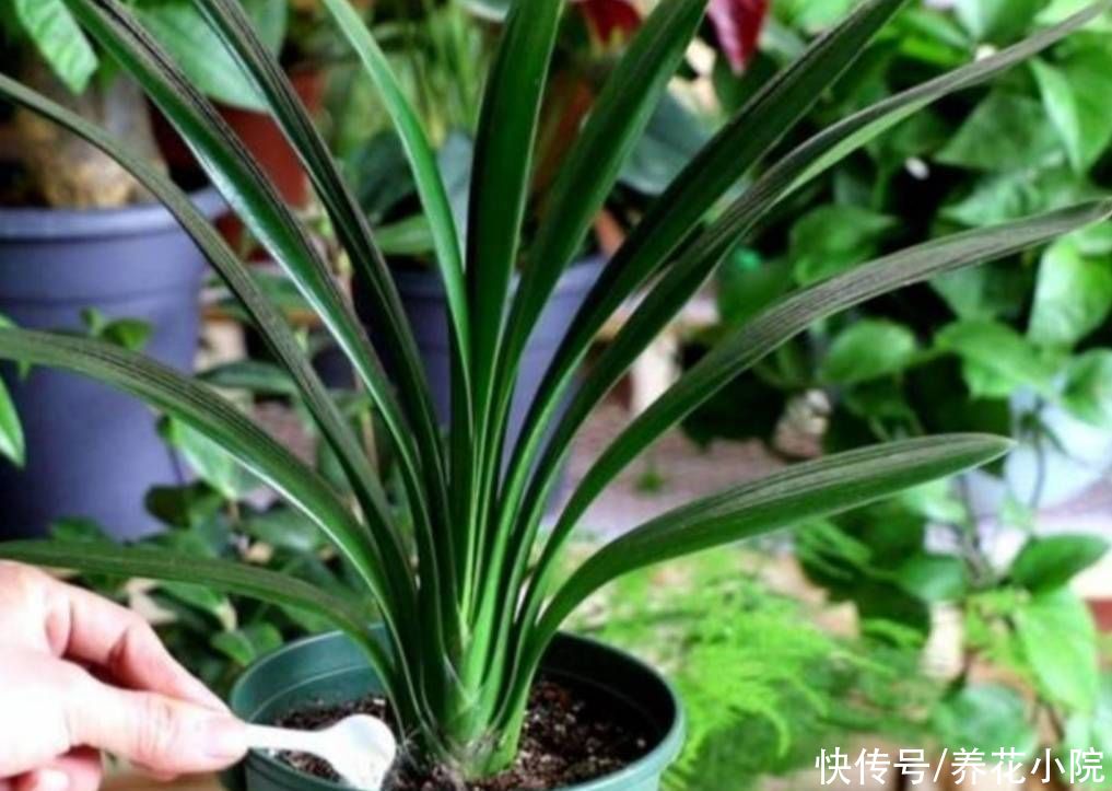 天气转凉，君子兰恢复生长，给它做好4件事，有助于开花