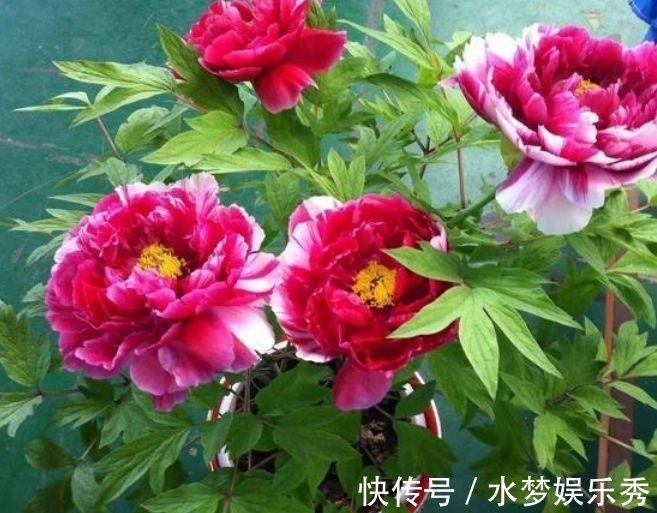 芹叶牡丹|开花最香的4种花，家里养一盆，满树都是花朵，漂亮极了