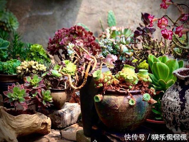 他痴迷养多肉,将500多盆多肉养出“高级感”,大家都夸美如仙境