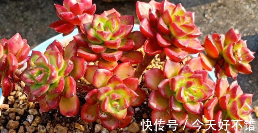 为什么建议大家居家盆栽蒂亚?全因这款多肉有3大亮点