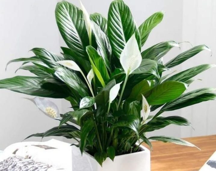 漂亮又好养的4种花，越养越旺，随便养都开花不断，开花一簇簇！