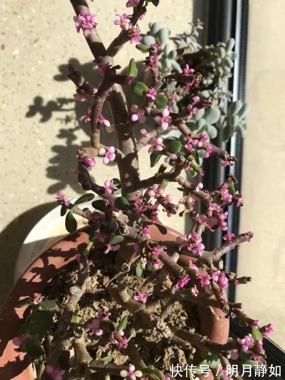 11月,千万别买这种花,养不活惹一肚子气