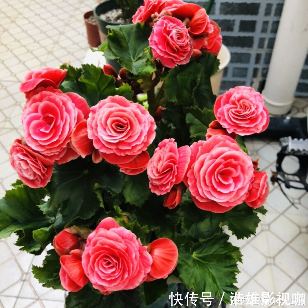 叶子|君子兰千万别喷水,一喷水就烂叶,3天就要死翘翘!