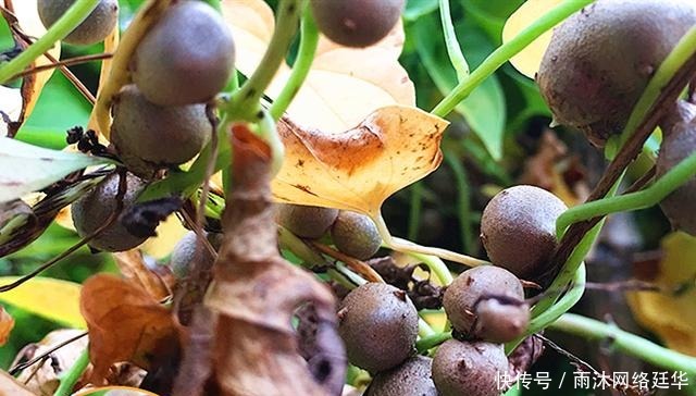 山药棍|山药豆和山药到底是啥关系?哪个营养好