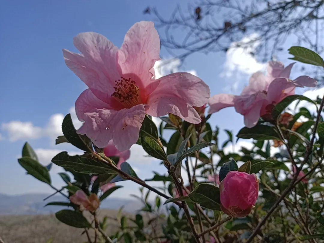 美丽晋宁：春回大地，大庄村山茶花开