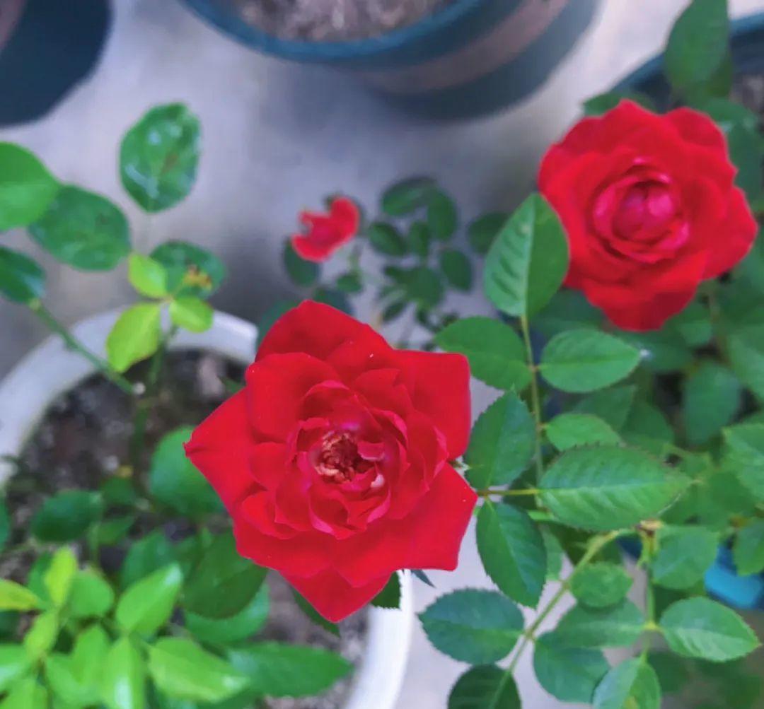 花成了光杆司令,剪一刀撒点药,很快冒新芽