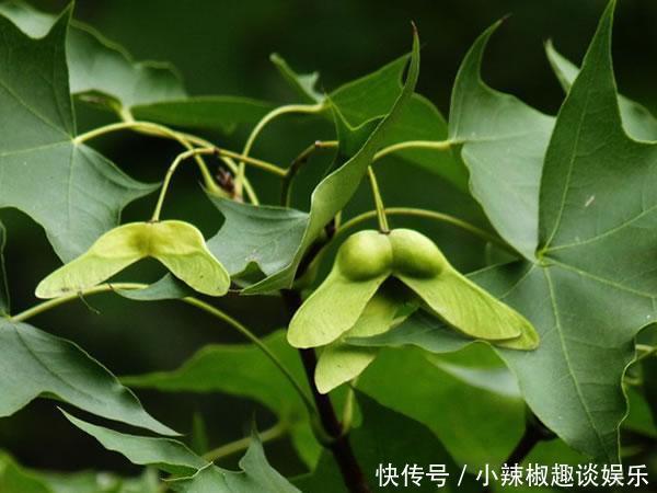 不想成为儿女的“绊脚石”？每天吃4种家常菜，或可助你远离痴呆