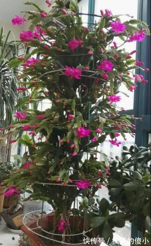 4种花专挑秋天爆盆，养一盆连续爆花3个月，花多花美