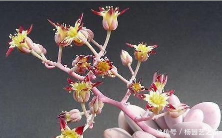 营养|多肉植物开花了,怎么办?肉友:四点原因须剪掉!