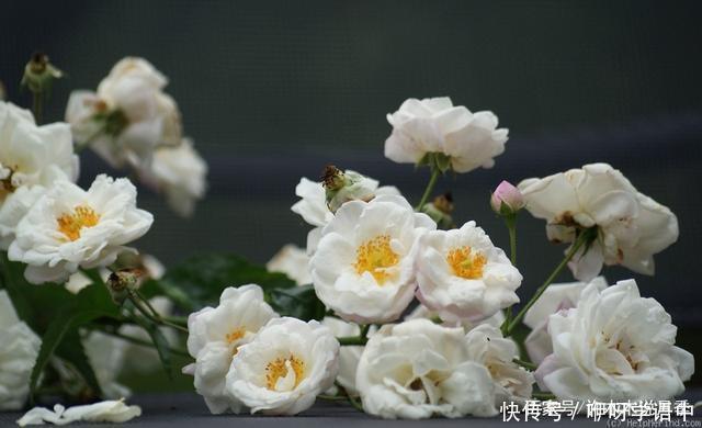 粉色|5款唯美粉色月季。美人如玉粉妆琢,粉色娇羞白如雪。抗病好养