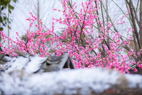 屋檐、地面雪白一片，大朵“雪花”从天而降，浙江宁波下雪了