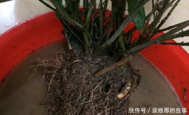  根系腐烂|快速解决栀子花、绿萝、吊兰、发财树烂根黄叶难题？1招搞定