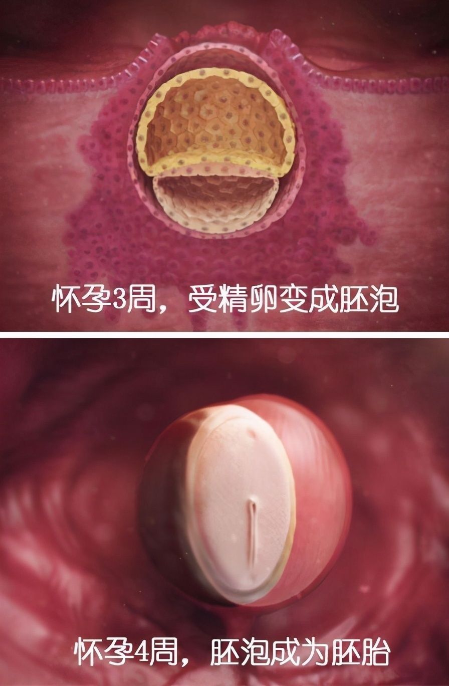 准爸爸|组图了解胎儿在子宫中的生长过程,生命太奇妙了!准爸妈们看看