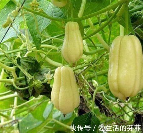 味精|女人高血压不要慌,常吃此瓜,止咳化痰,降血压,给血管清垃圾!