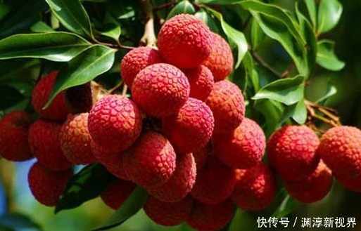 养肝护肝|肝毒“最怕”以下4种水果,经常吃一点,养肝排毒,效果显著