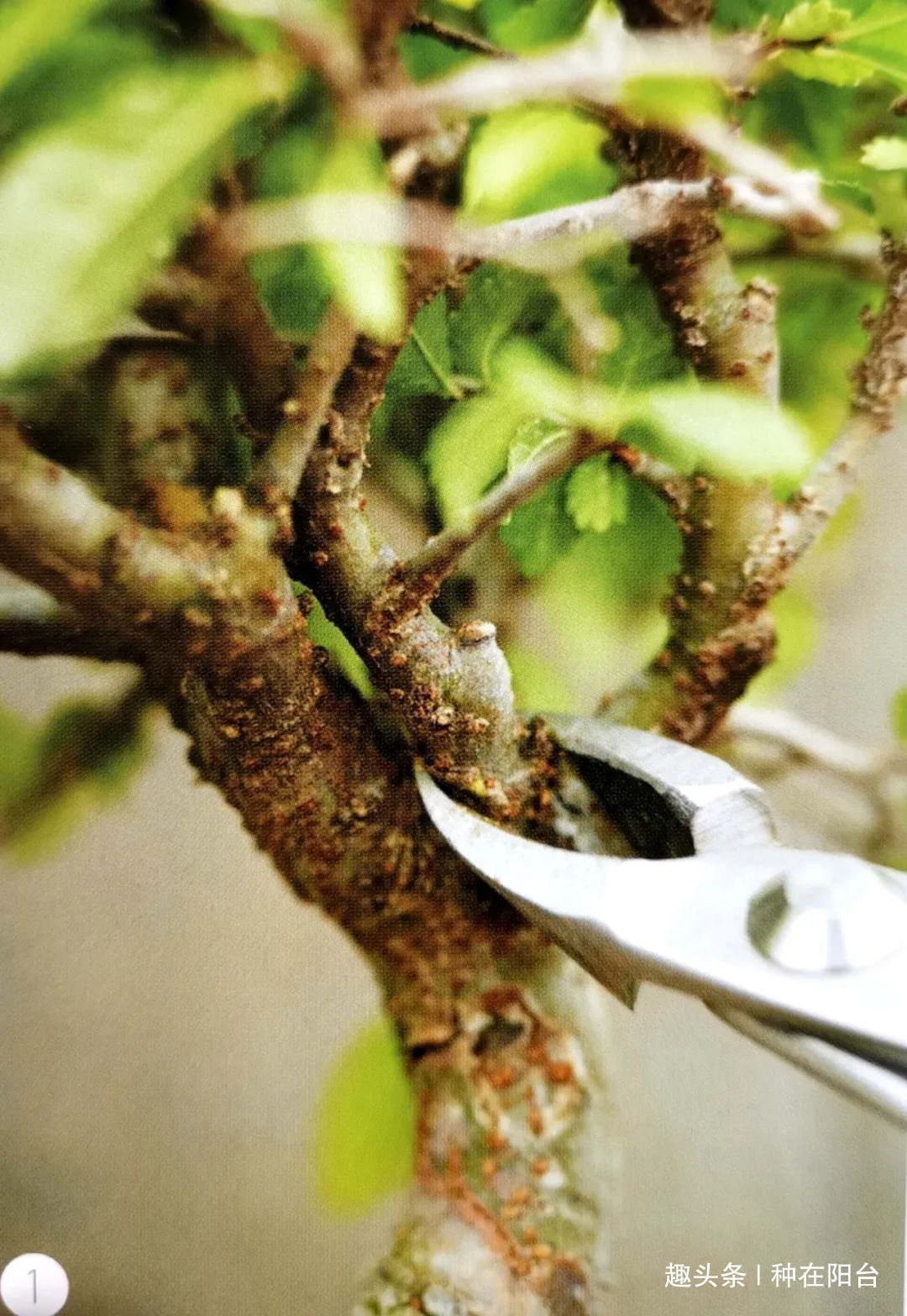 网篮|山水盆景不是非“水”不可,看山石与树木如何演绎一道山水盆景!