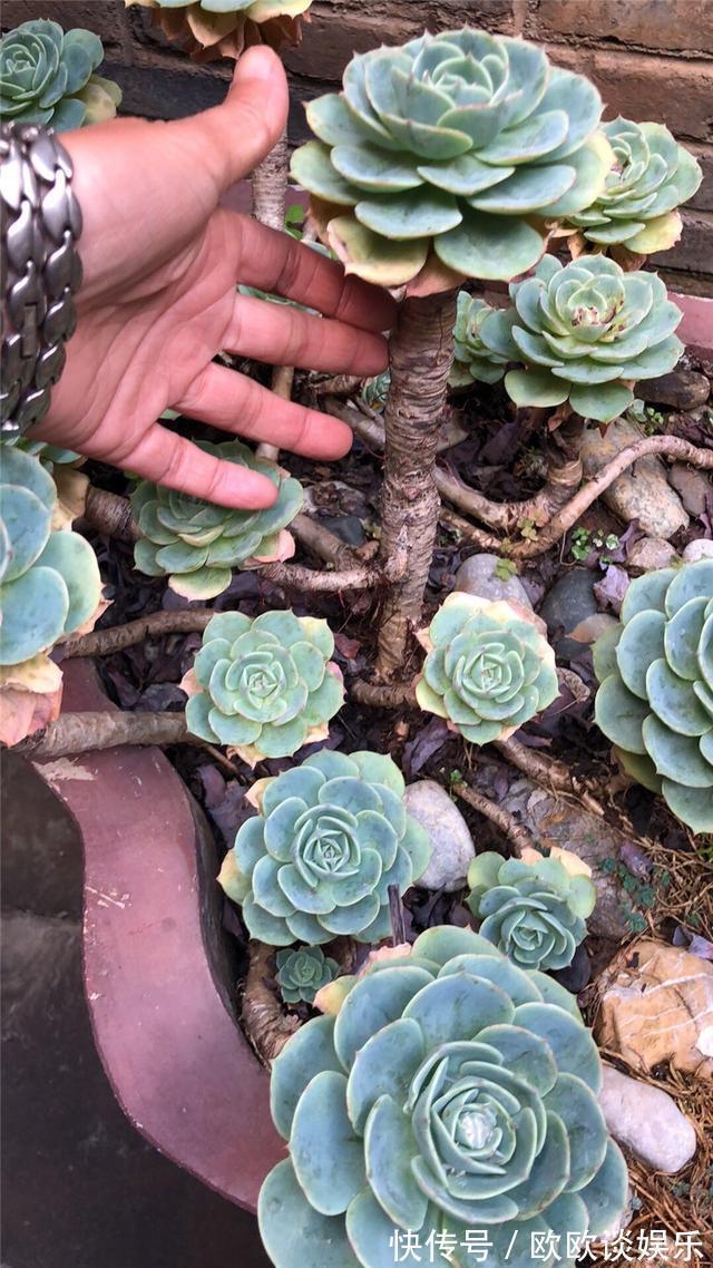 多肉变老桩那要十几年,千金都难换!便宜的那叫“伪老桩”