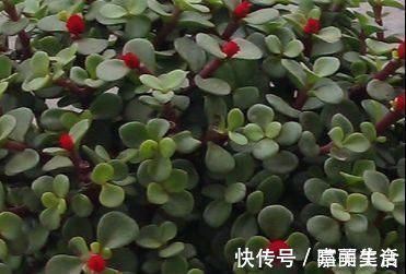 绿色植物|家养金枝玉叶总是长不好？知道几个小妙招，轻松长成老桩