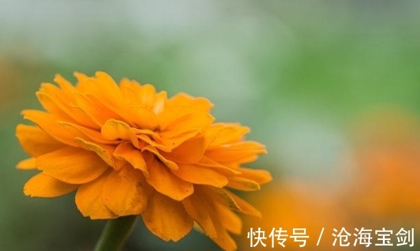 旧爱|12月初，默默付出，旧情难忘，情牵旧爱，执着求和，复合相拥