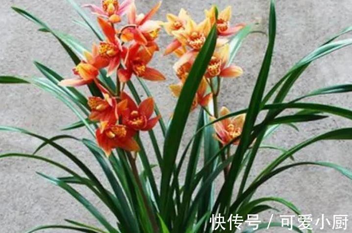 兰花的叶片为什么发黄又干尖,掌握6个方法帮你解决