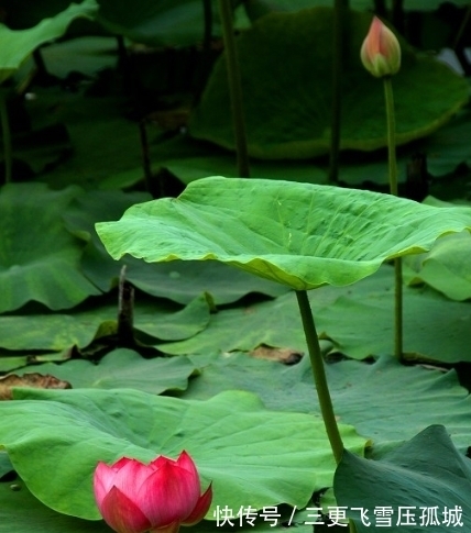 出纳官|进入年底，桃花灿烂，4属相，富贵翻番涨，生活富足美满